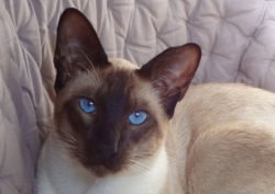 blue-eyes